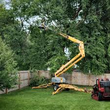 Tree Care Services