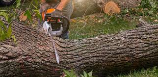 Professional Tree Care Services in Allendale, SC