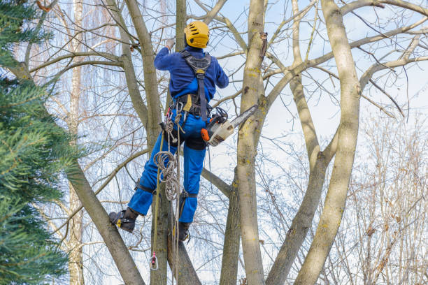 Best Tree Disease Treatment  in Allendale, SC