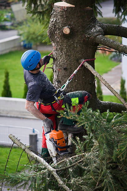 How Our Tree Care Process Works  in  Allendale, SC